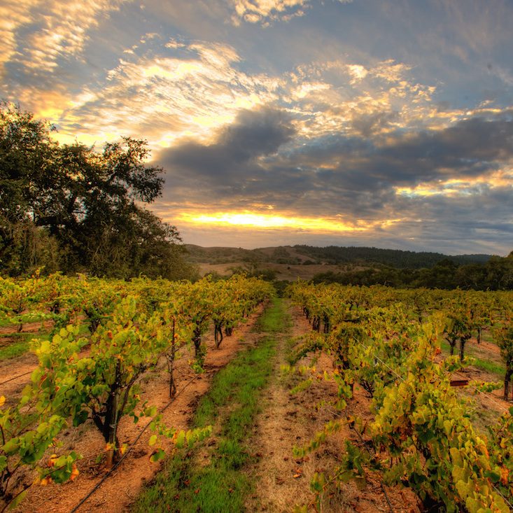 Bacigalupi Vineyard