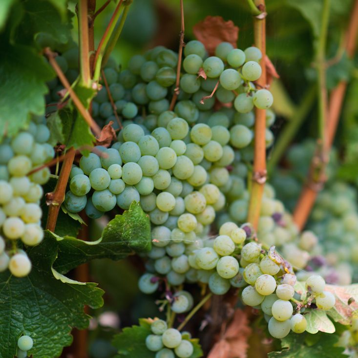 Bavarian Lion Vineyard