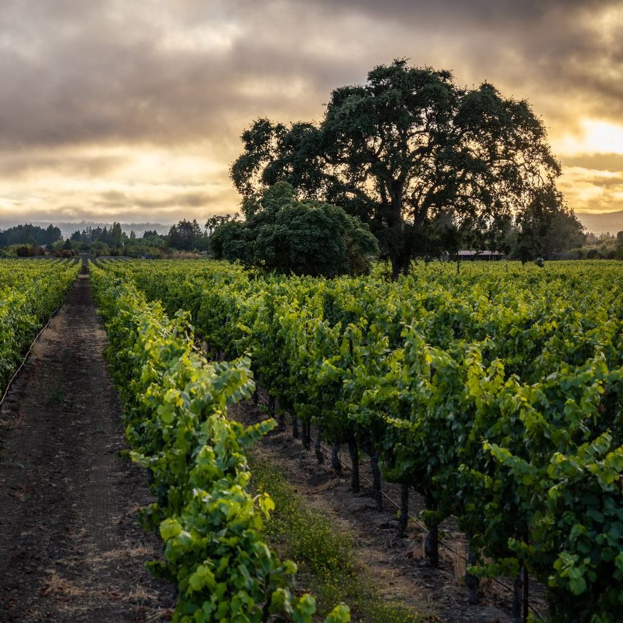 Sangiacomo Vineyard - Mike Pucci