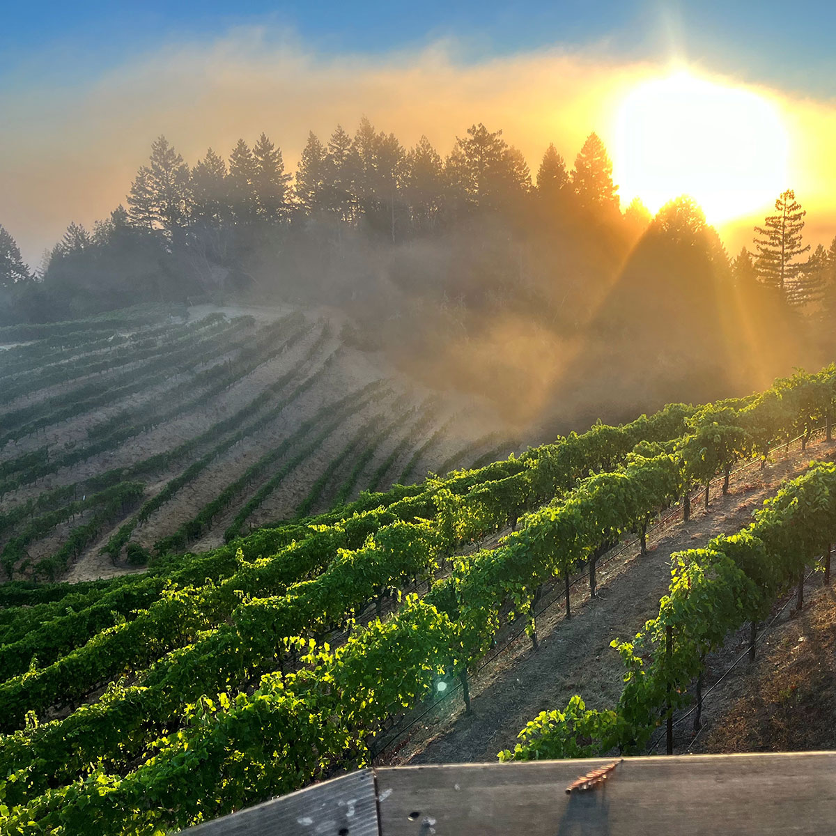 Harris Estate sunrise over zinfandel.